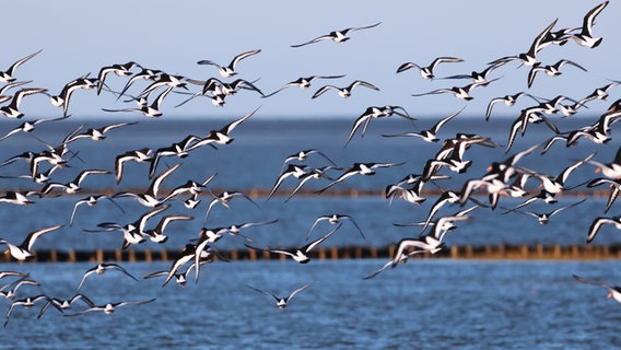 Ein Schwarm von Austernfischern im Flug. © Bastian Wunsch Foto: Bastian Wunsch