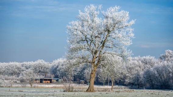 Ein großer Baum auf einer Wiese. Die Landschaft ist mit Raureif bedeckt. © Artur Pflanz Foto: Artur Pflanz