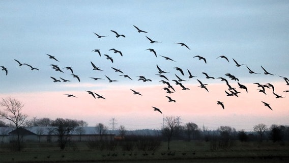 Weißwangengänge fliegen bei Sonnenuntergang über den Feldern bei Risum-Lindholm. © Esther Wissel Foto: Esther Wissel