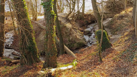 Ein kleiner Bach fließt von der Steilküste in Grömitz in  die  Ostsee. © Hans-Otto Klies Foto: Hans-Otto Klies