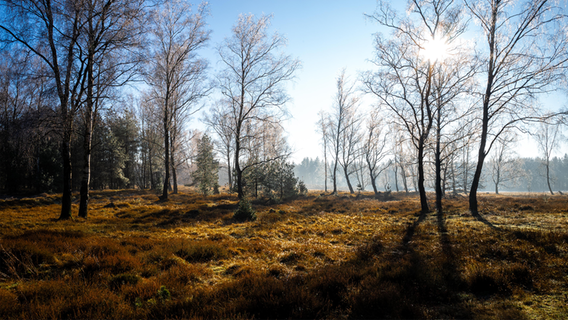 Die Wittenborner Heide in der Wintersonne. © Stephan Gieske Foto: Stephan Gieske