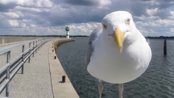 Eine Möwe guckt frech in die Kamera. Im Hintergrund der Leuchtturm von Travemünde. © Nicole Rankovic Foto: Nicole Rankovic