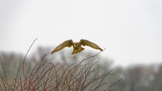 Ein Turmfalke auf der Suche nach Nahrung. © Jens Nedwig Foto: Jens Nedwig