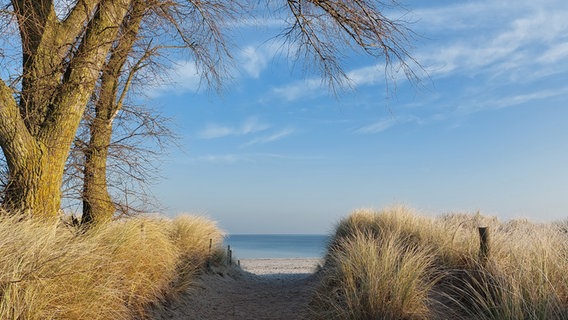 Ein sonniger und frostiger Weg durch die Dünen zum Strand. © Angela Abramsky Foto: Angela Abramsky