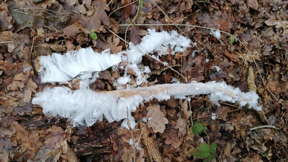 Auf einem Stock hat sich Haareis gebildet - eine Symbiose aus morschem Holz, Wasser, Frost und einem Pilz. © Hans-Jürgen von Hemm Foto: Hans-Jürgen von Hemm