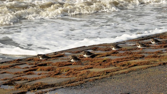 Strandläufer am Ufer von Dagebüll. © Cordula Sönnichsen Foto: Cordula Sönnichsen