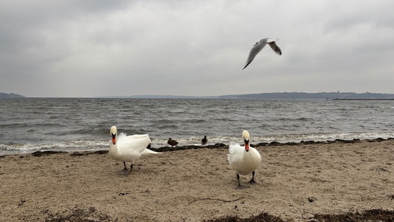 Am Strand von Wassersleben stehen zwei Schwäne mit vom Winde verwehtem Federkleid. © Johann Seljutin Foto: Johann Seljutin