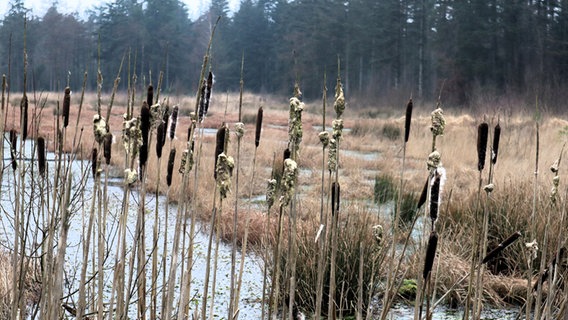 Blick über ein Kranichmoor, im Hintergrund ein Wald. © Esther Wissel Foto: Esther Wissel