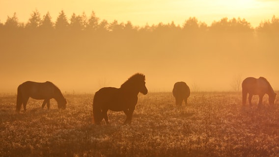 Islandpferde stehen auf der Kaltenkirchener Weide und werden in das warme Licht des Sonnenuntergangs gehüllt. © Andrea Lemke Foto: Andrea Lemke