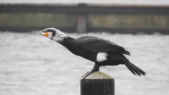 Ein Kormoran sitzt bei der Schleimündung auf einem Pfosten im Wasser. © Axel Bleß Foto: Axel Bleß