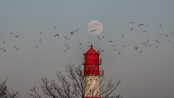 Über dem Leuchtturm Falshöft steht der fast volle Mond, während eine Gruppe Möwen durch das Bild fliegt. © Gesine Schönborn Foto: Gesine Schönborn