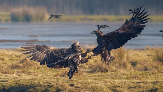 Zwei Seeadler tragen untereinander einen Revierkampf aus. © Mike Mohr Foto: Mike Mohr