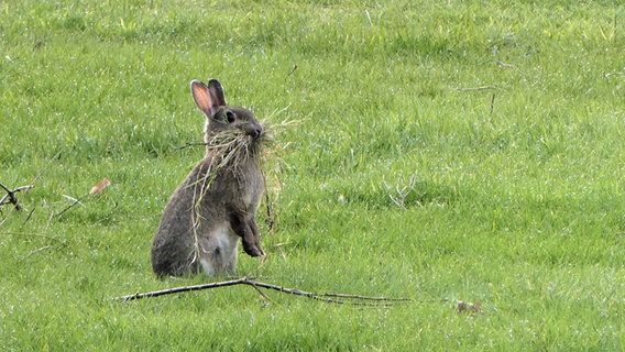 Ein Kaninchen sitzt auf den Hinterbeinen und hat ein Büschel Gras im Mund. © Cordula Sönnichsen Foto: Cordula Sönnichsen