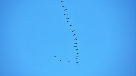 Kraniche fliegen am Himmel Richtung Norden. © Michael Schmidt Foto: Michael Schmidt