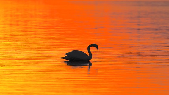 Ein Schwan auf dem Wasser bei Sonnenuntergang. © Bernd Timme Foto: Bernd Timme