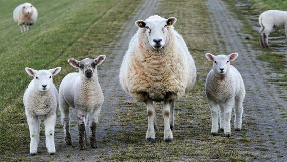 Ein Schaf und drei Lämmer gucken frech und neugierig in die Kamera. © Cordula Sönnichsen Foto: Cordula Sönnichsen