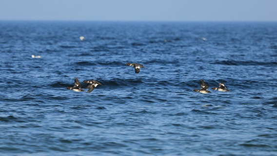 Eine Gruppe Schnellenten fliegt über der Ostsee. © Franziska Kolm Foto: Franziska Kolm