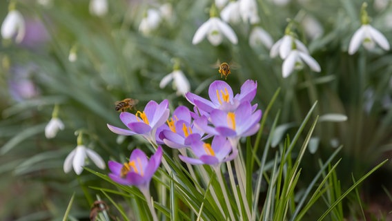 Zwei Bienen fliegen über die lilafarbenen Blüten der ersten Krokusspflanzen und sammeln Pollen. © Verena Stenzel-Harbaum Foto: Verena Stenzel-Harbaum