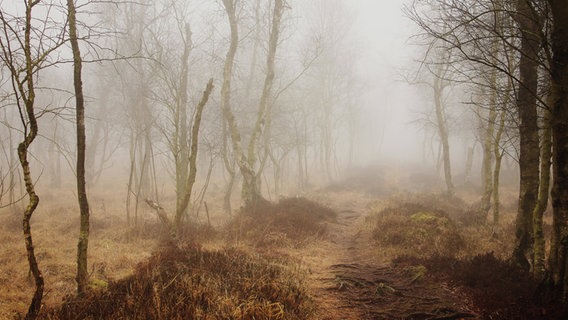 Nebelverhangene Morgenstimmung im Kaltenhofer Moor. © Rüdiger Seemann Foto: Rüdiger Seemann