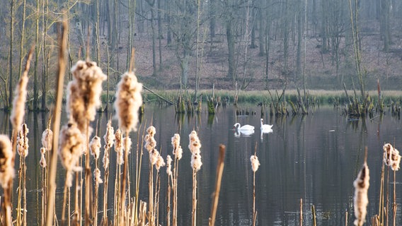 Zwei Schwäne schwimmen auf dem Pönitzer See. © Oliver Hartmann Foto: Oliver Hartmann