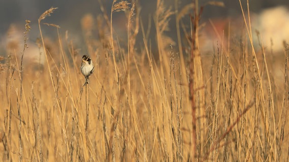 Eine Rohrammer sitzt im hohen Gras am Sehlendorfer See. © Franziska Kolm Foto: Franziska Kolm