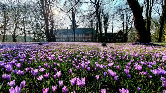 Husumer Krokusblüte mit Blick auf das Schloss. © Reiner Wagenführ Foto: Reiner Wagenführ