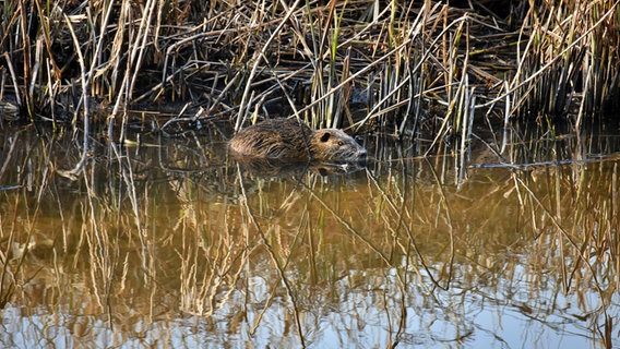 Ein junges Nutria schwimmt in der Trave. © Michael Schmidt Foto: Michael Schmidt