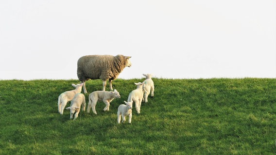 Ein Schaf mit mehreren Lämmern. © Cordula Sönnichsen Foto: Cordula Sönnichsen