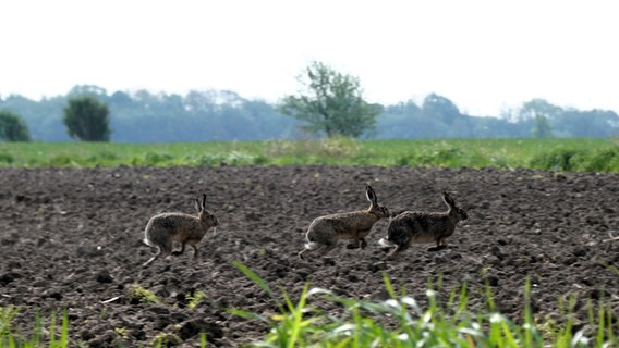 Drei Hasen laufen über im Frühling eine Wiese. © Cordula Sönnichsen Foto: Cordula Sönnichsen