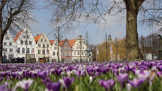 Ein Krokusblütenmeer in Hattstedt (Kreis Nordfriesland). © Antonia Voss-Ketelsen Foto: Antonia Voss-Ketelsen