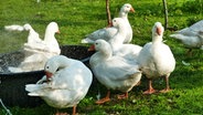 Diese Gänse erfrischen sich in einem Wasserbecken auf einer Wiese. © Cordula Sönnichsen Foto: Cordula Sönnichsen