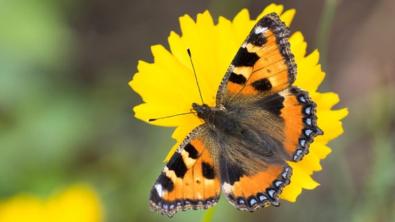 Ein Schmetterling (Kleiner Fuchs) auf einer Ringelblume. © picture alliance / imageBROKER Foto: Wilfried Martin