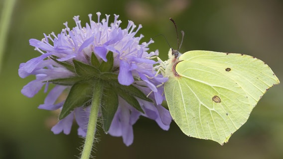 Ein Schmetterling (Zitronenfalter) auf einer Blüte der Ackerschmalwand © picture alliance / imageBROKER Foto: Kevin Sawford