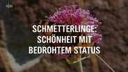 Ein Schmetterling sitzt auf einer Blüte, davor ist eine Texttafel: "Schmetterlinge: Schönheit mit bedrohtem Status © NDR Foto: NDR Screenshot