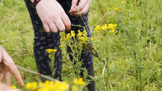 Vorsichtig wird eine Schnur zwischen das Jakobs-Kreuzkraut und den darauf befindlichen Schmetterlingsraupen gespannt. © NDR Foto: Astrid Wulf