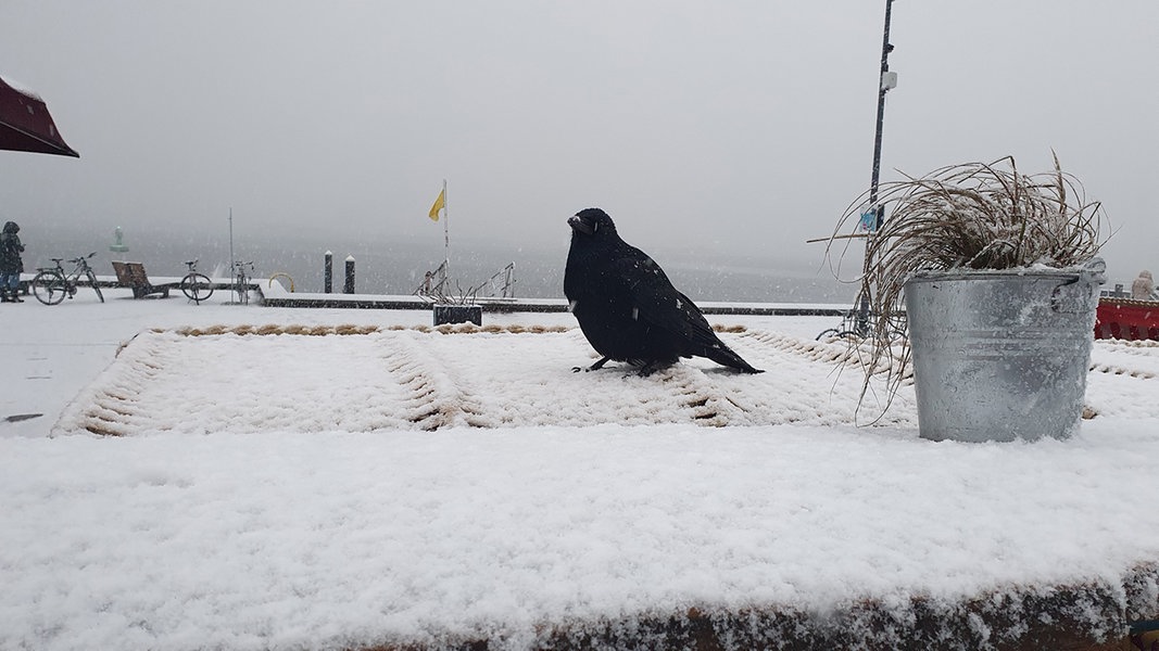 Wintereinbruch in vielen Teilen Schleswig-Holsteins