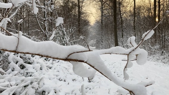 Schnee türmt sich auf einem Ast im Wald © NDR Foto: Simone Mischke