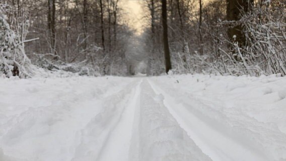 Radspuren im Schnee auf einem Feldweg im Wald © NDR Foto: Simone Mischke