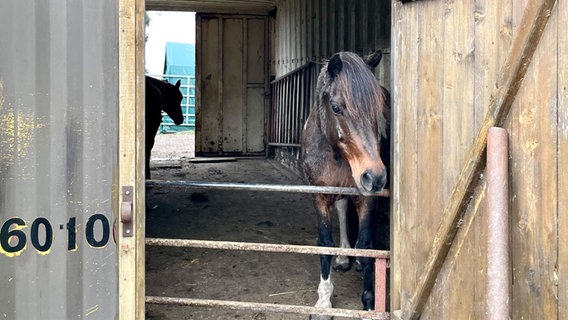 Ein Pferd vom Schutzhof in Schlichting blickt in die Kamera. © NDR Foto: Sophie Apelt