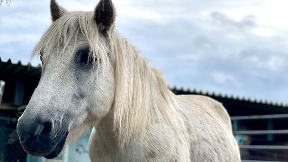 Ein weißes Pferd vom Schutzhof in Schlichting. © NDR Foto: Sophie Apelt