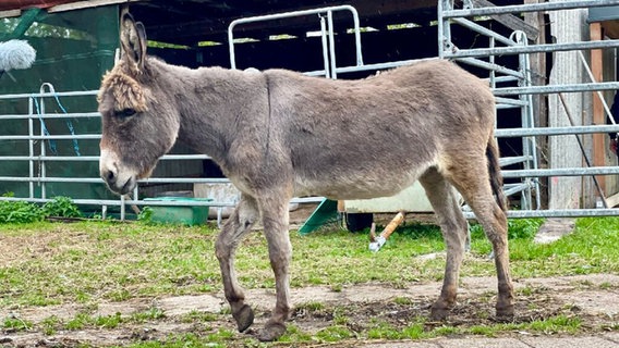 Ein Esel auf dem Schutzhof in Schlichting. © NDR Foto: Sophie Apelt