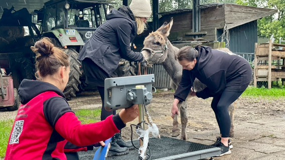 Ein Esel soll gewogen werden auf dem Schutzhof in Schlichting. © NDR Foto: Sophie Apelt