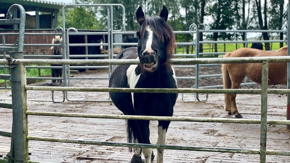 Ein Pferd auf dem Schutzhof in Schlichting. © NDR Foto: Sophie Apelt