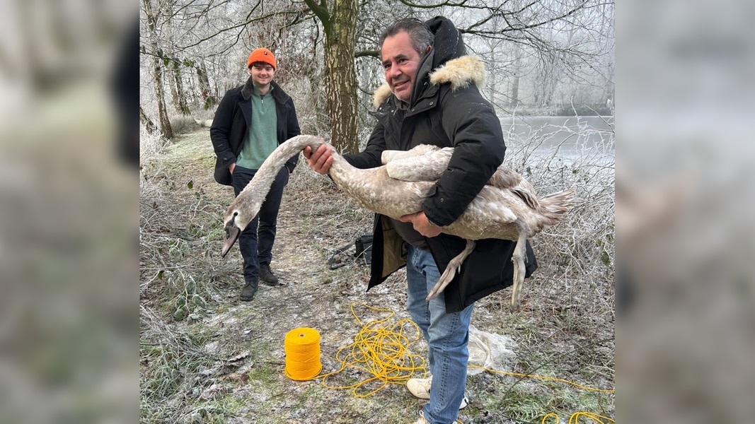 See am Gut Wulfsmühle: Tangstedter retten gemeinsam Jungschwan