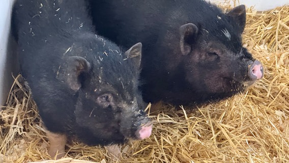 Zwei Hängebauchschweine aus dem Tierheim Schleswig. © NDR Foto: Tobias Gellert