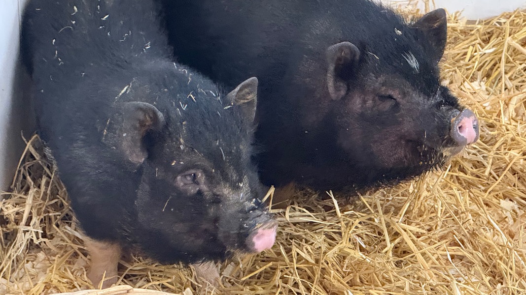 Schleswiger Tierschützerin rettet Hängebauchschweine