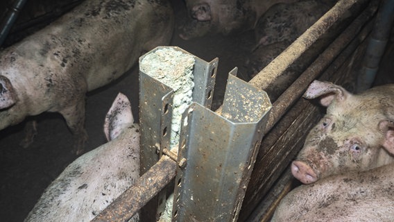 Ein Pfosten in einem Schweinestall © Team Tierschutz gGmbH Foto: Team Tierschutz gGmbH