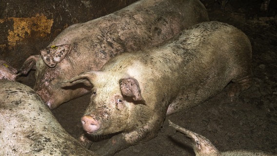 Einige Schweine in einem Stall © Team Tierschutz gGmbH Foto: Team Tierschutz gGmbH