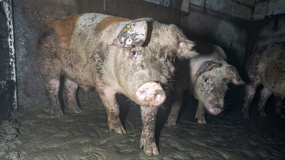 Einige Schweine in einem Stall © Team Tierschutz gGmbH Foto: Team Tierschutz gGmbH