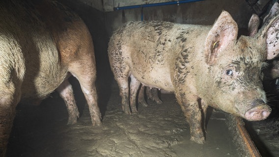 Einige Schweine in einem Stall © Team Tierschutz gGmbH Foto: Team Tierschutz gGmbH